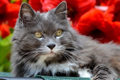 graue Katze mit Altersdemenz
