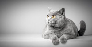 Die Körpersprache von Katzen