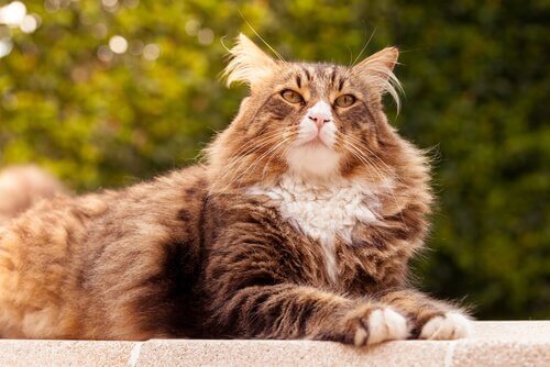 Größten Katzenrassen: 5 verschiedene Rassen - Deine Tiere