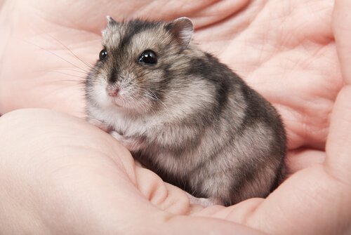 Hamster in der Hand