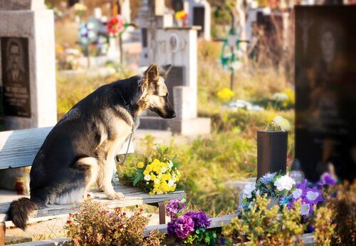 Hund an Herrchens Grab