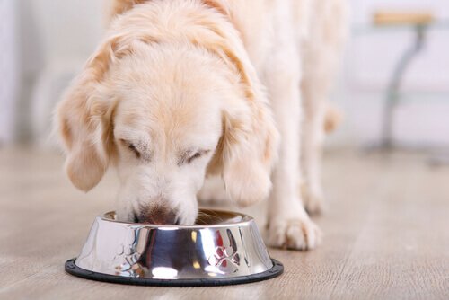 Haferflocken für Hunde sechs Gesundheitsnutzen Deine Tiere
