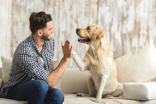 Hund und Mensch geben sich die Tatze