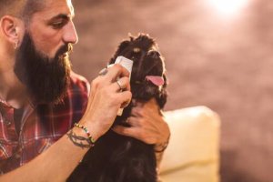 Hundeaugen reinigen - so machst du es richtig