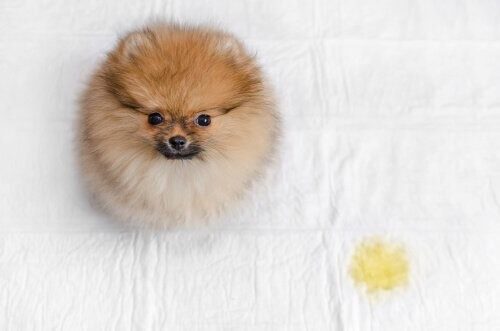 Verhindere, dass dein Hund im Bett uriniert - 4 Tipps