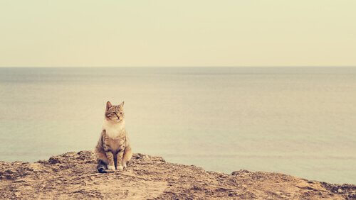Katze am Strand