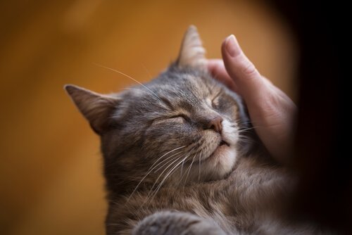 Katze lässt sich streicheln