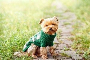 Kleine Hunde haben viele Vorteile!
