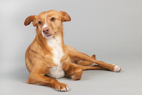 Merkmale des Podenco Español