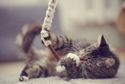 Mit Katzen anfreunden und spielen