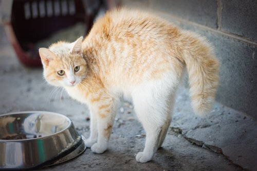 Mit Katzen anfreunden: Warnsignale beachten