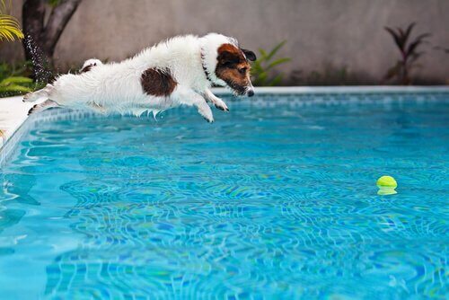 Mit Welpen im Pool spielen
