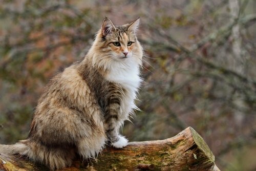 Größten Katzenrassen: 5 verschiedene Rassen - Deine Tiere