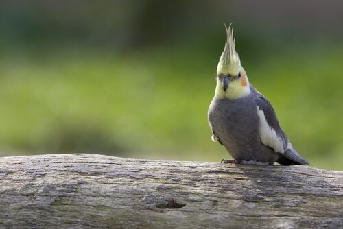 Nymphensittich im Freien