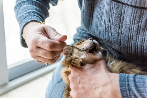 Olivenöl für Katzen: Hilft bei Verstopfung