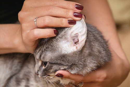 Olivenöl für Katzen: Ohren reinigen