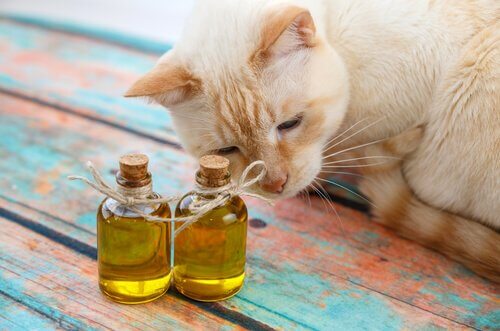 Olivenöl für Katzen: Vorteile und Anwendung