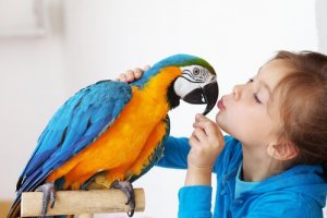 Papageien, lustige Begleiter des Menschen