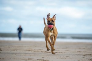 Die besten pet-friendly Strände in Spanien