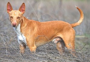 Podenco Español: für die Jagd geboren
