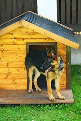 Schäferhund liebt seine Hütte