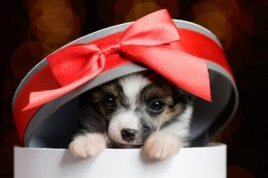 Haustier als Geschenk: 4 Tipps, die du beachten solltest