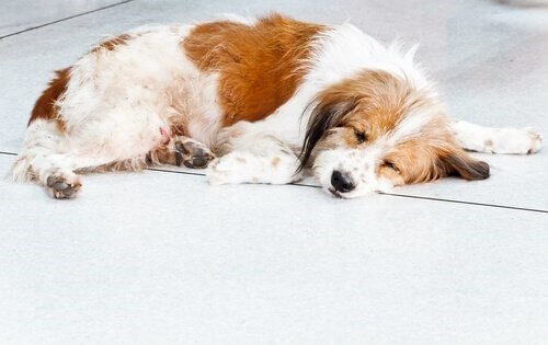 schlafender-Hund