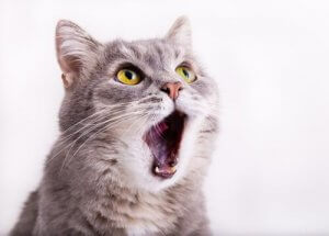 Warum schnurren Katzen?