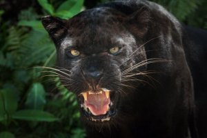 Der Schwarze Panther: Kuriositäten und Interessantes