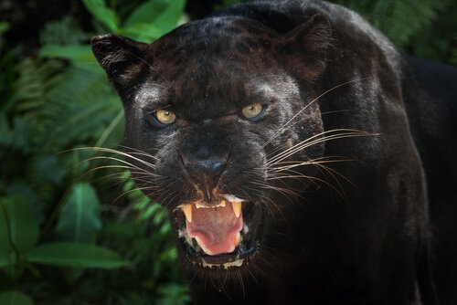 Der Schwarze Panther: Kuriositäten und Interessantes