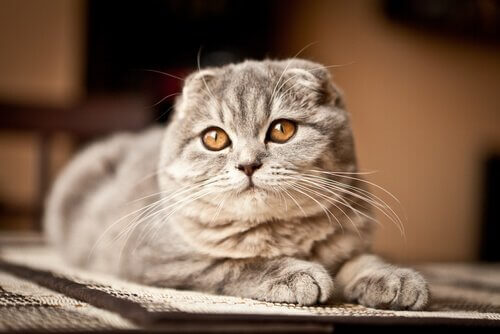 Scottish Fold Katze