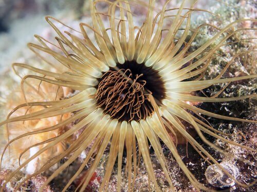 Seeanemone