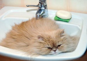 Seltsames Katzenverhalten