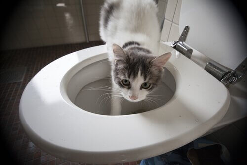 Seltsames Katzenverhalten: aus der Toilette trinken