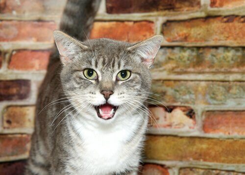 Seltsames Katzenverhalten: Starren und offenes Maul