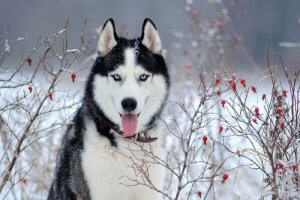 Warum haben Sibirische Huskys blaue Augen?