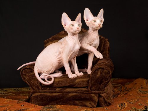 Sphynx Katzen ohne Fell