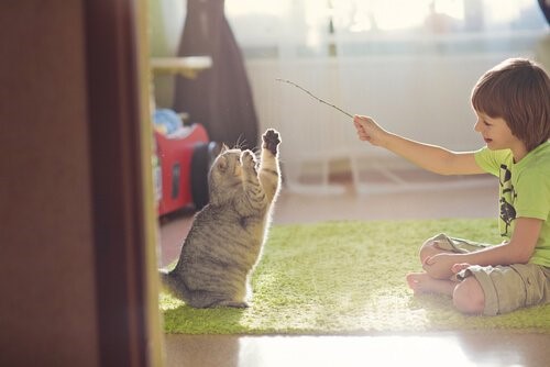 Mit deiner Katze spielen – wertvolle Tipps
