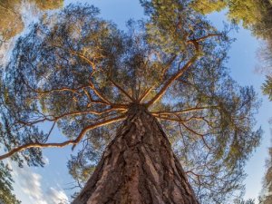 Tiere und Pflanzen, die niemals sterben