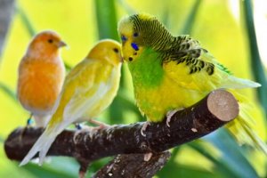Vogelarten, die sich als Haustiere eignen