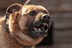 Verschiedene Gründe, warum Hunde angreifen könnten