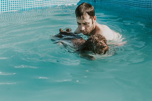 Welpen im Pool schwimmen lernen