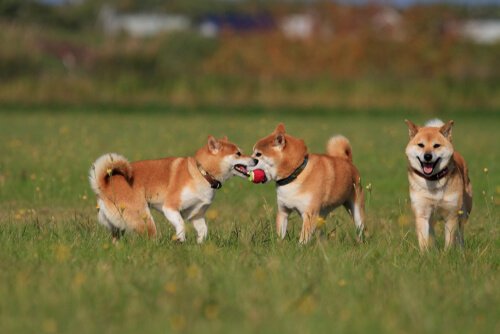 Wie oft muss ein Hund raus zum Gassi?