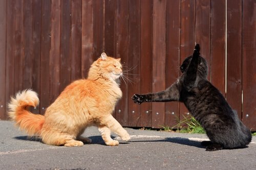 Zwei Katzen streiten sich