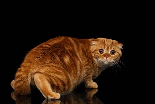 Ängstliche-Katze