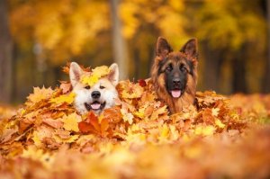 5 herbstliche Gefahren für Hunde, die du vermeiden solltest