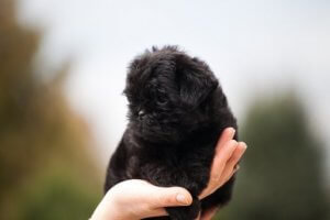 Affenpinscher: Eigenschaften und Morphologie