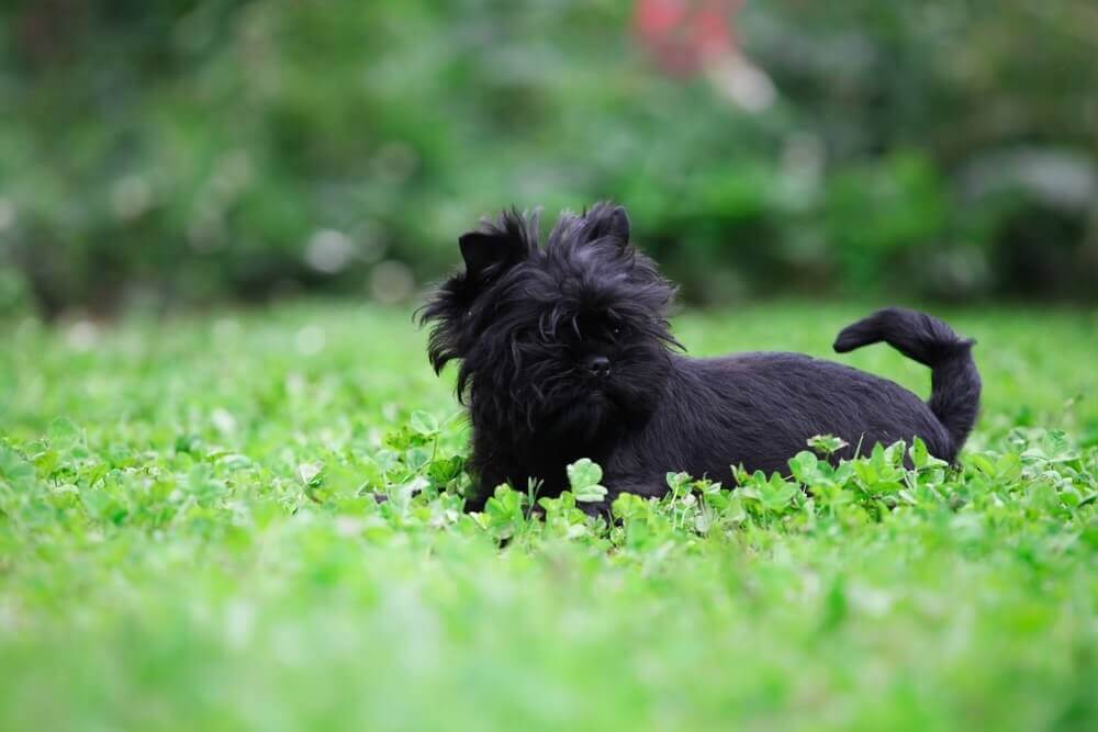 Affenpinscher-Wiese