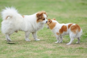 Begrüßung unter Hunden: Alles Wissenswerte