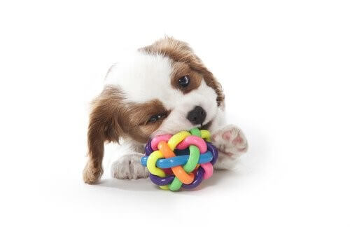 Beißspielzeug für deinen Hund aussuchen – 4 Tipps